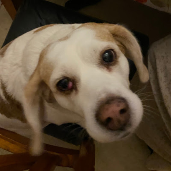 Meet your Posher, Ruth - Picture 1 of 1